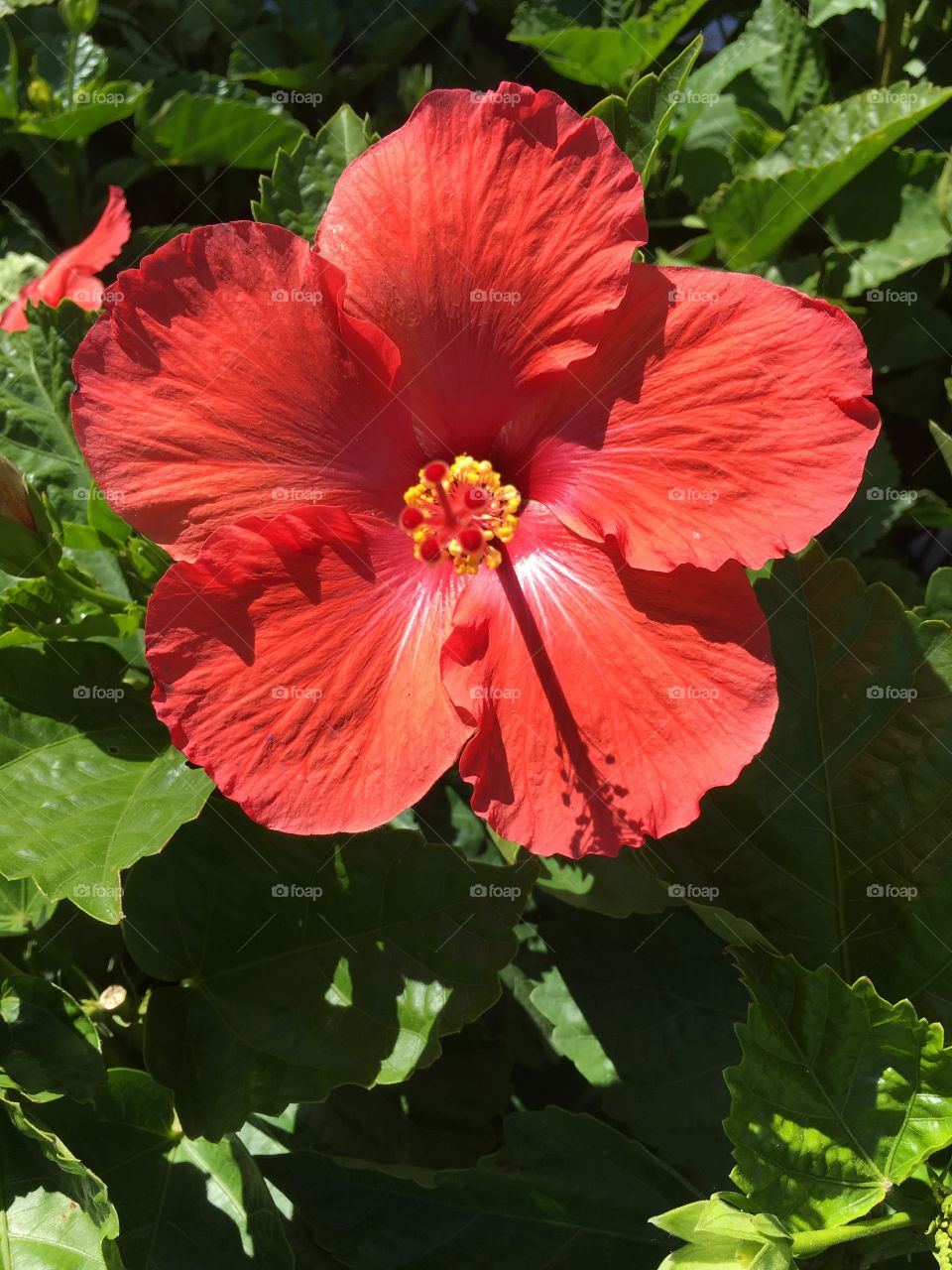 Red hibiscus