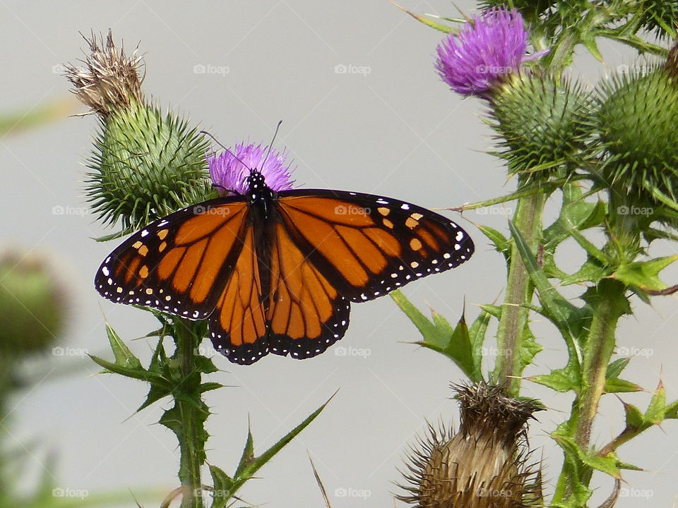 Close-up of monarch butterfly on flower