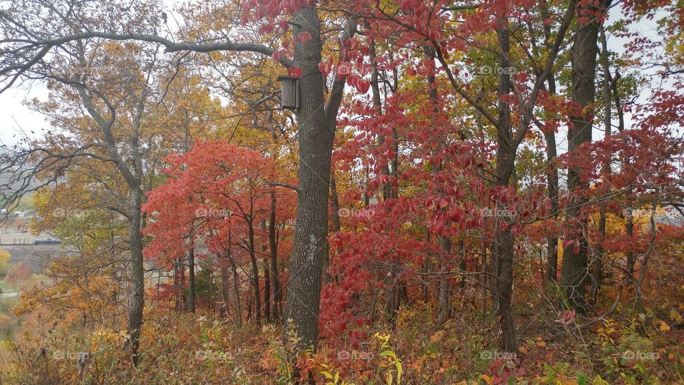 Dogwood fall color on the Illinois bluffs