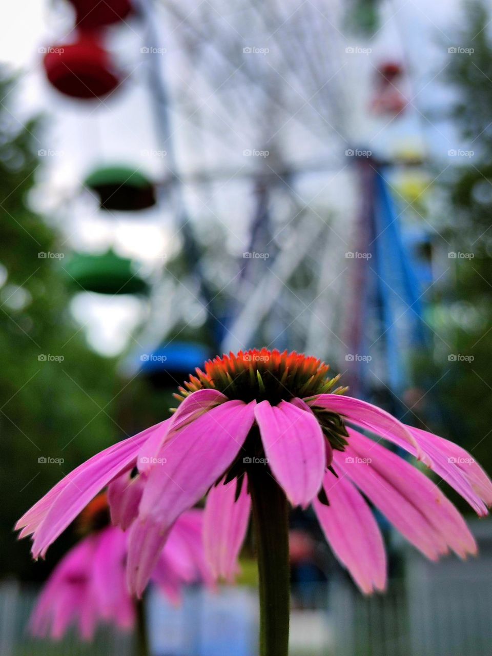 Purple echinacea flower in the foreground.  Ferris wheel in the background