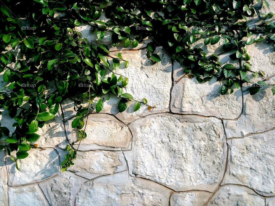 vine growing on limestone wall