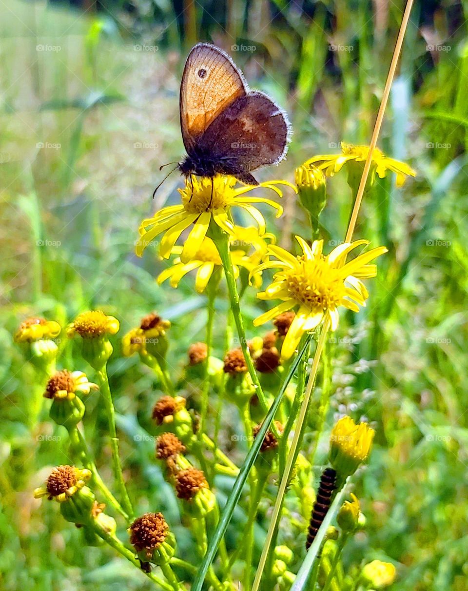 Buterfly on flowers in my garden