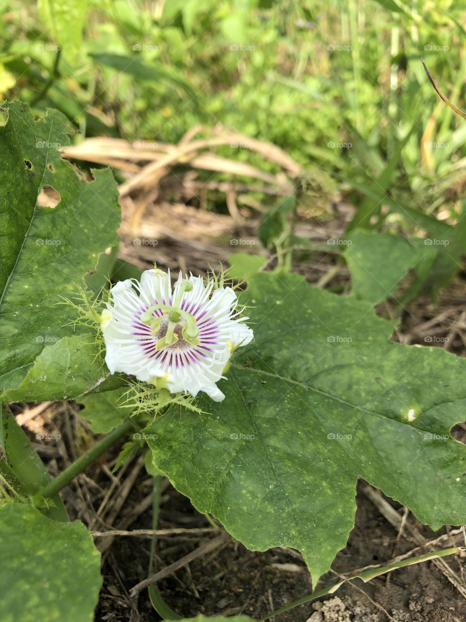 Plants around everywhere, Countryside ( Thailand 🇹🇭