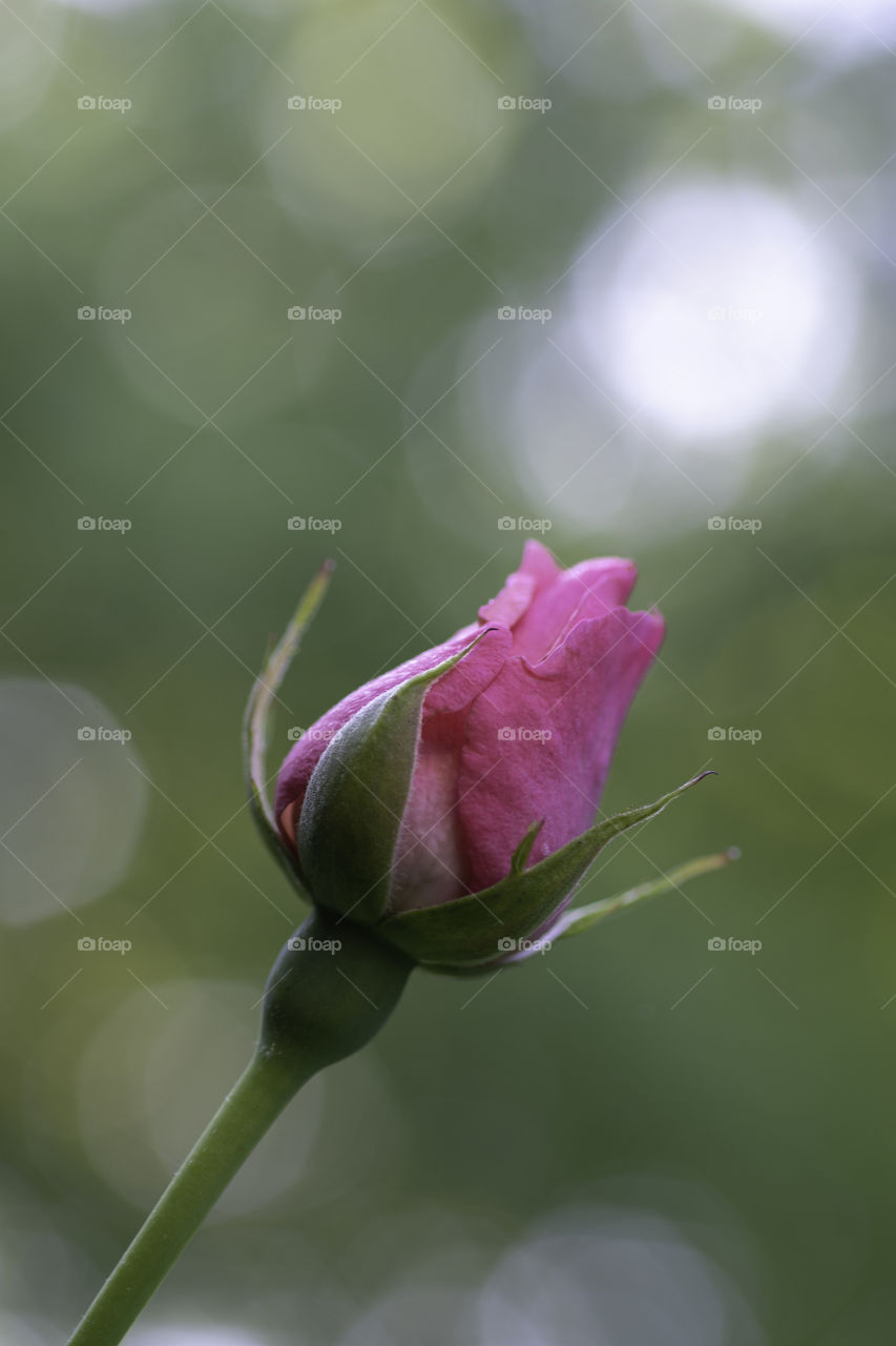 Pretty Pink rose bud macro