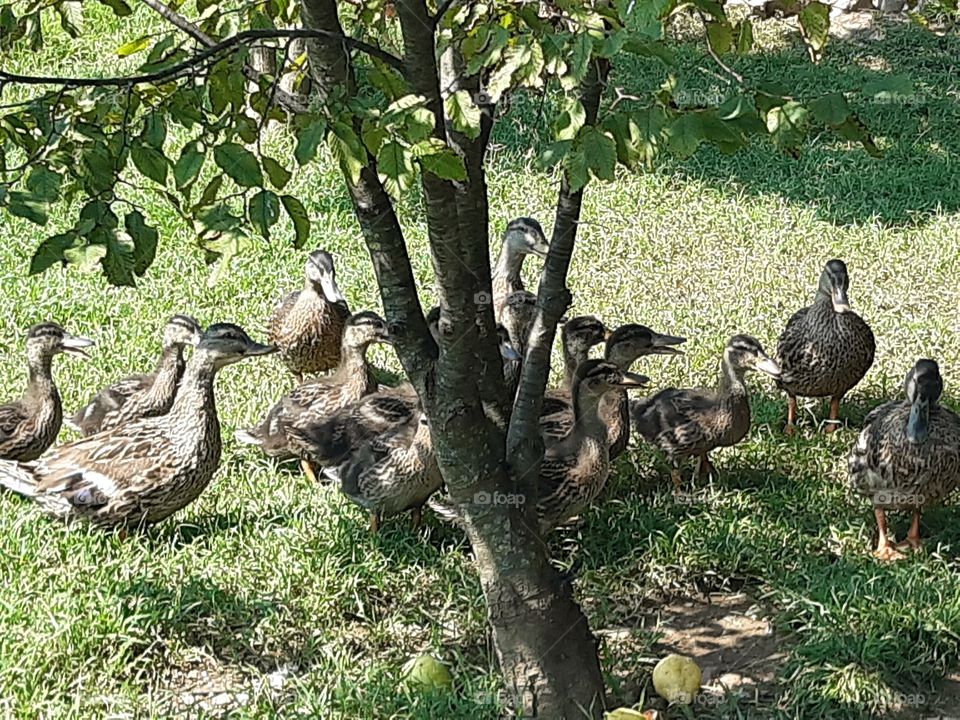 big and little ducks under a tree in my field