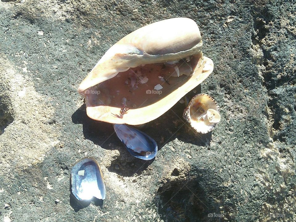 The shell near the beach at essaouira in Morocco.