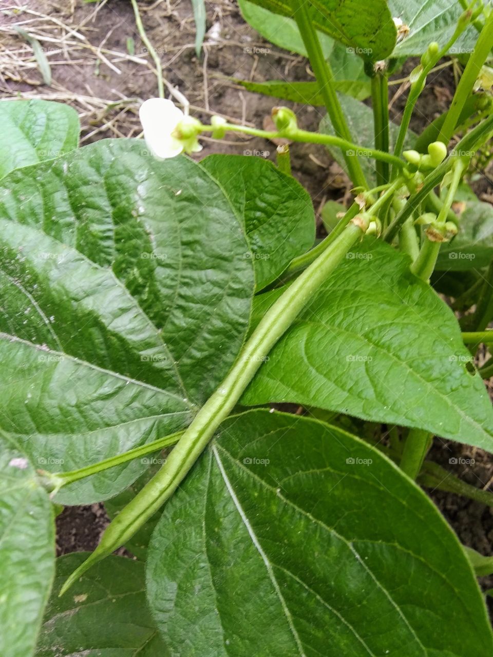 green bean on the vine