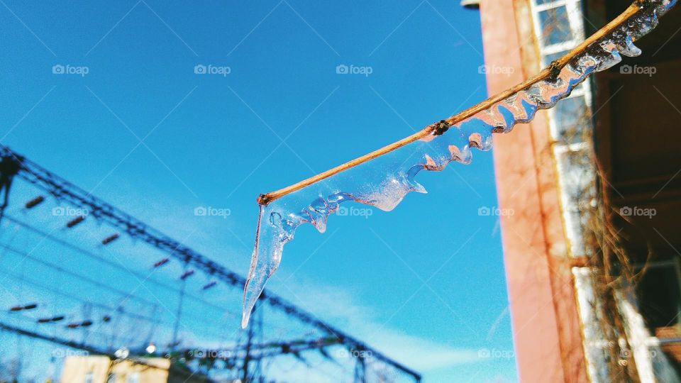 frozen icicles on a tree branch