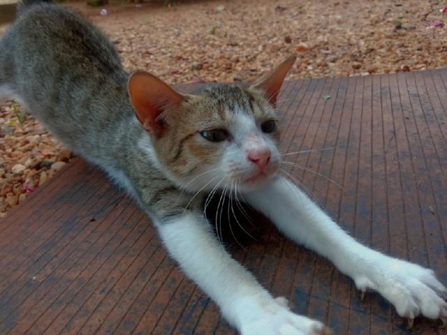 gray & white cat