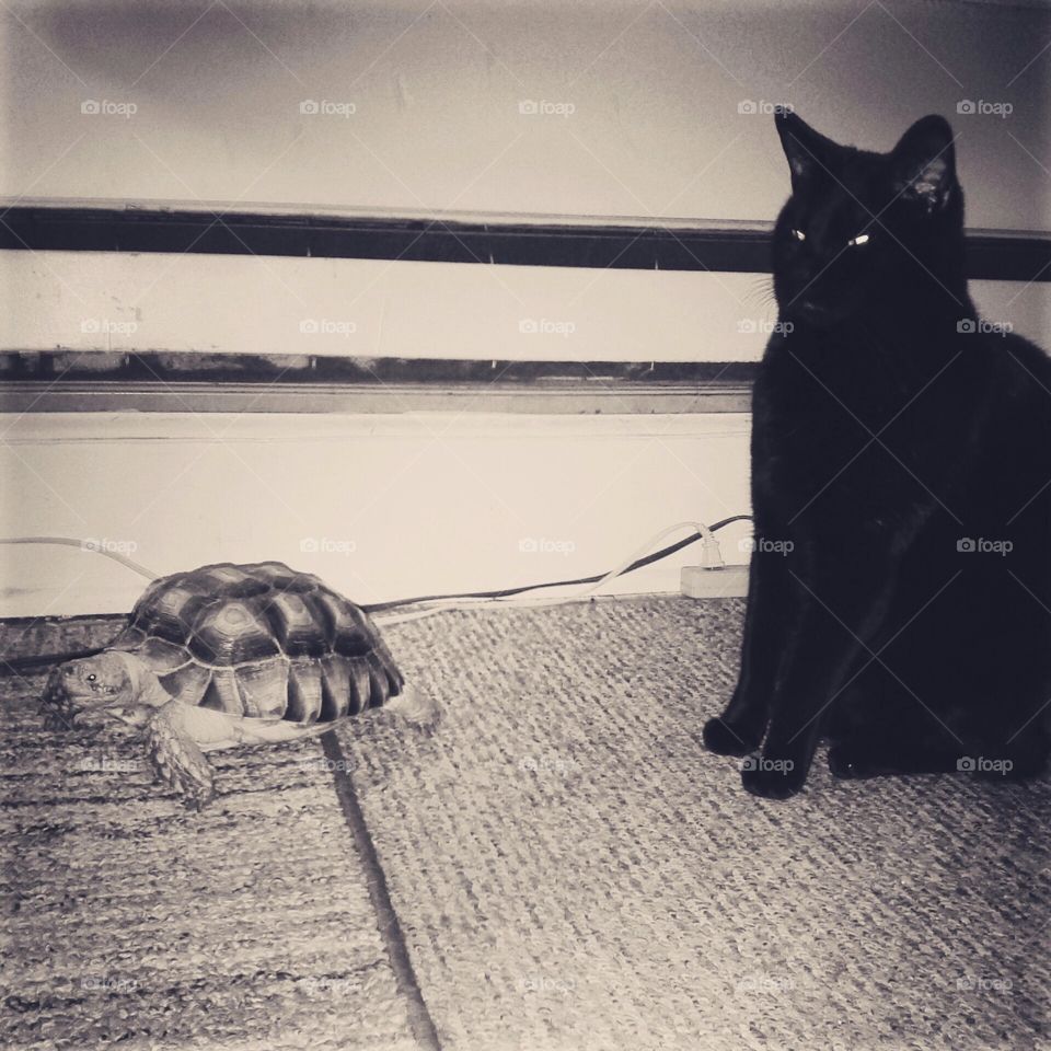 Cat and Turtle 