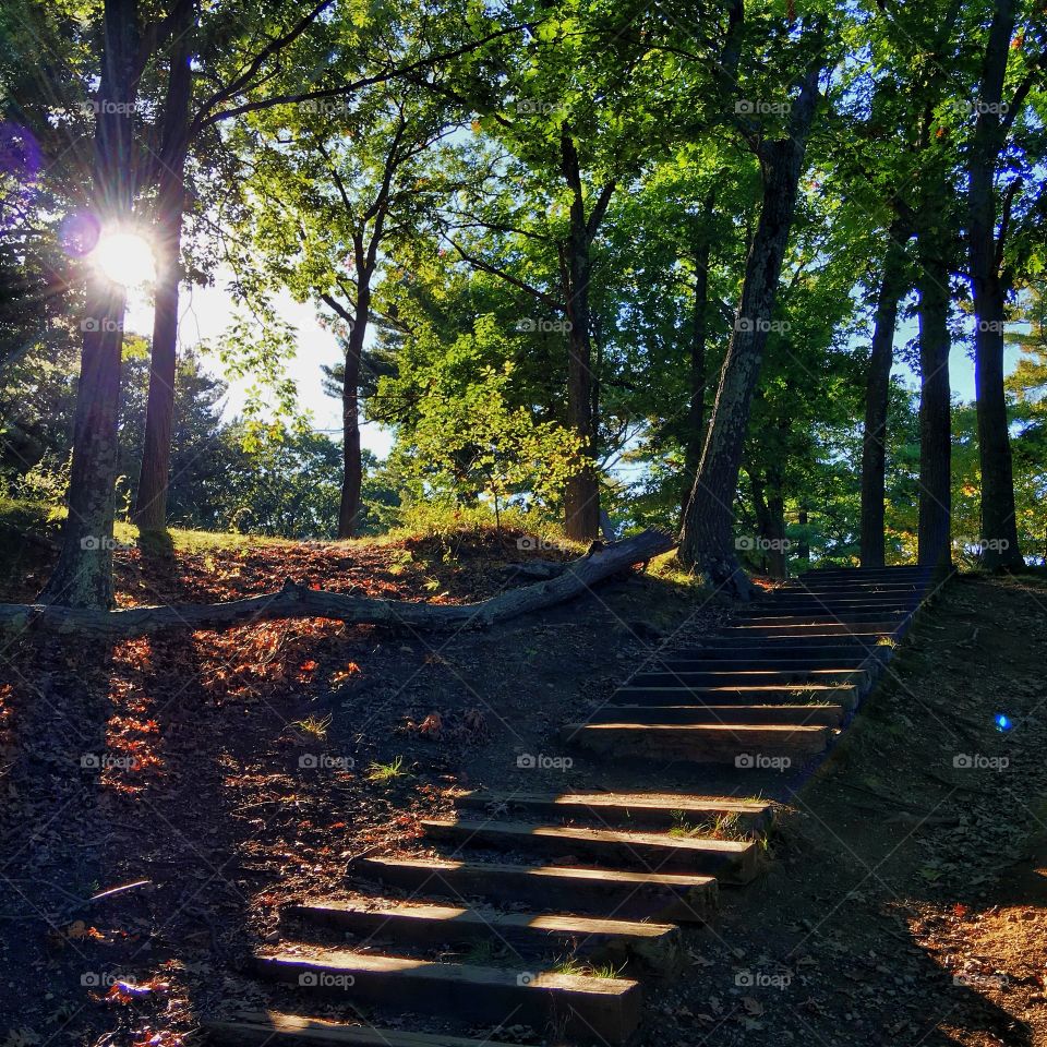 Sunlight in the woodland