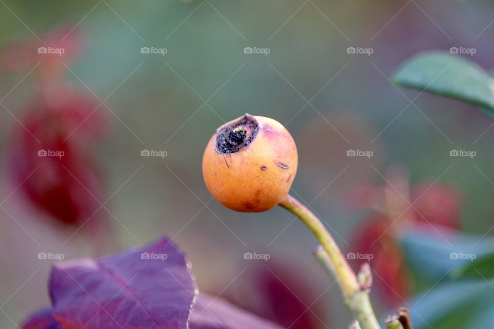 Single rosehip rose Haw, rose hip, Rose hep against a blurred garden background 