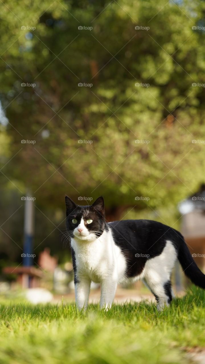 Beautiful cat checking out 