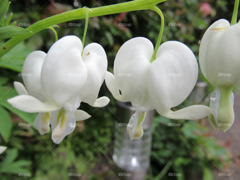 Dicentra (Bleeding Heart)