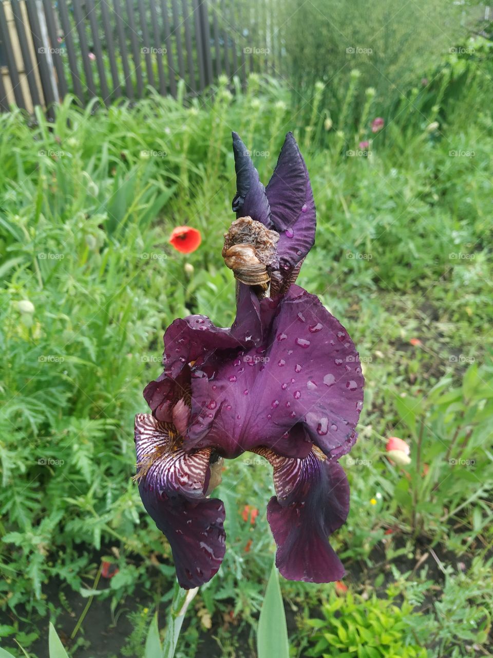 A very interesting purple iris in the rain