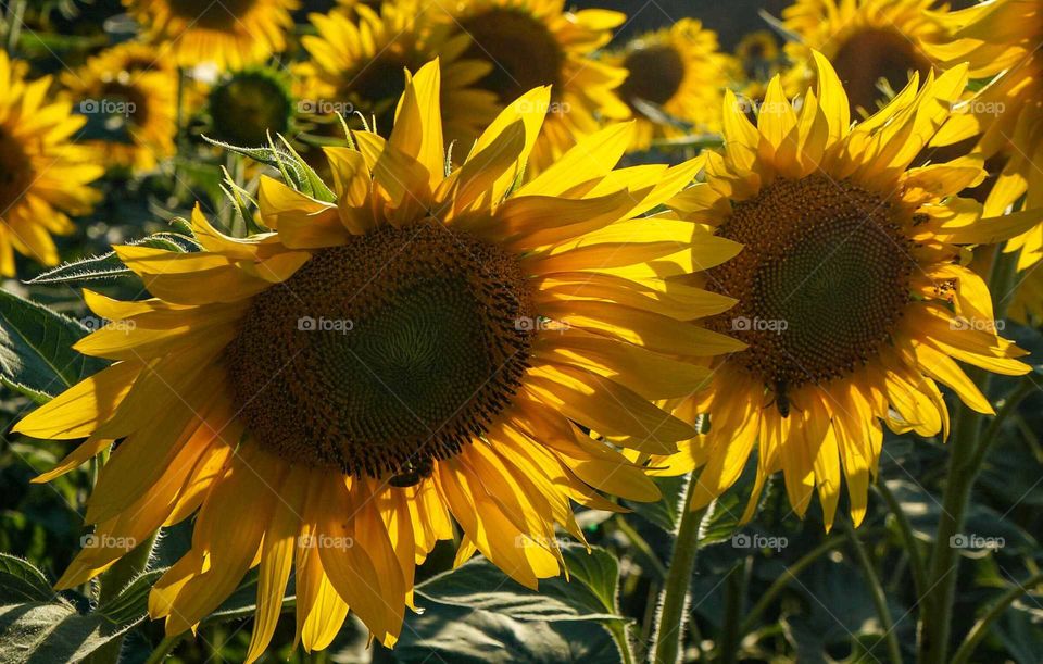 sunflower