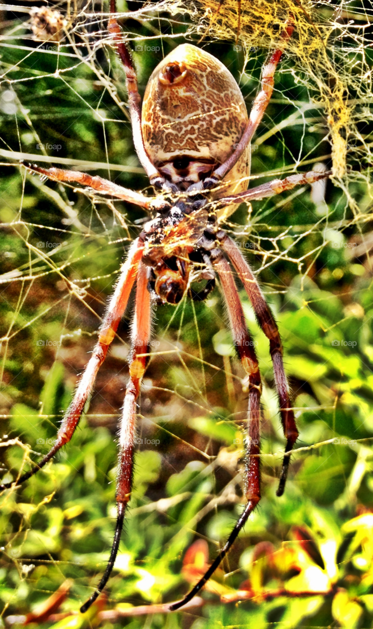 western australia web spider orb by gdyiudt