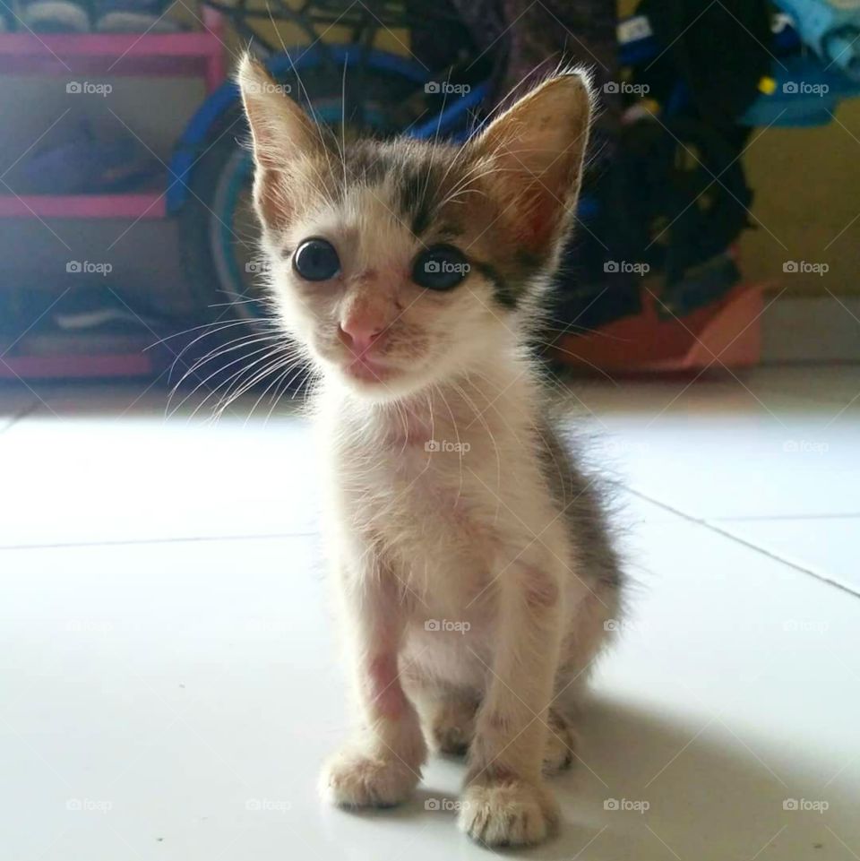 Kitten sit on the floor. Act like a though cat. It's have beautiful eyes ❤