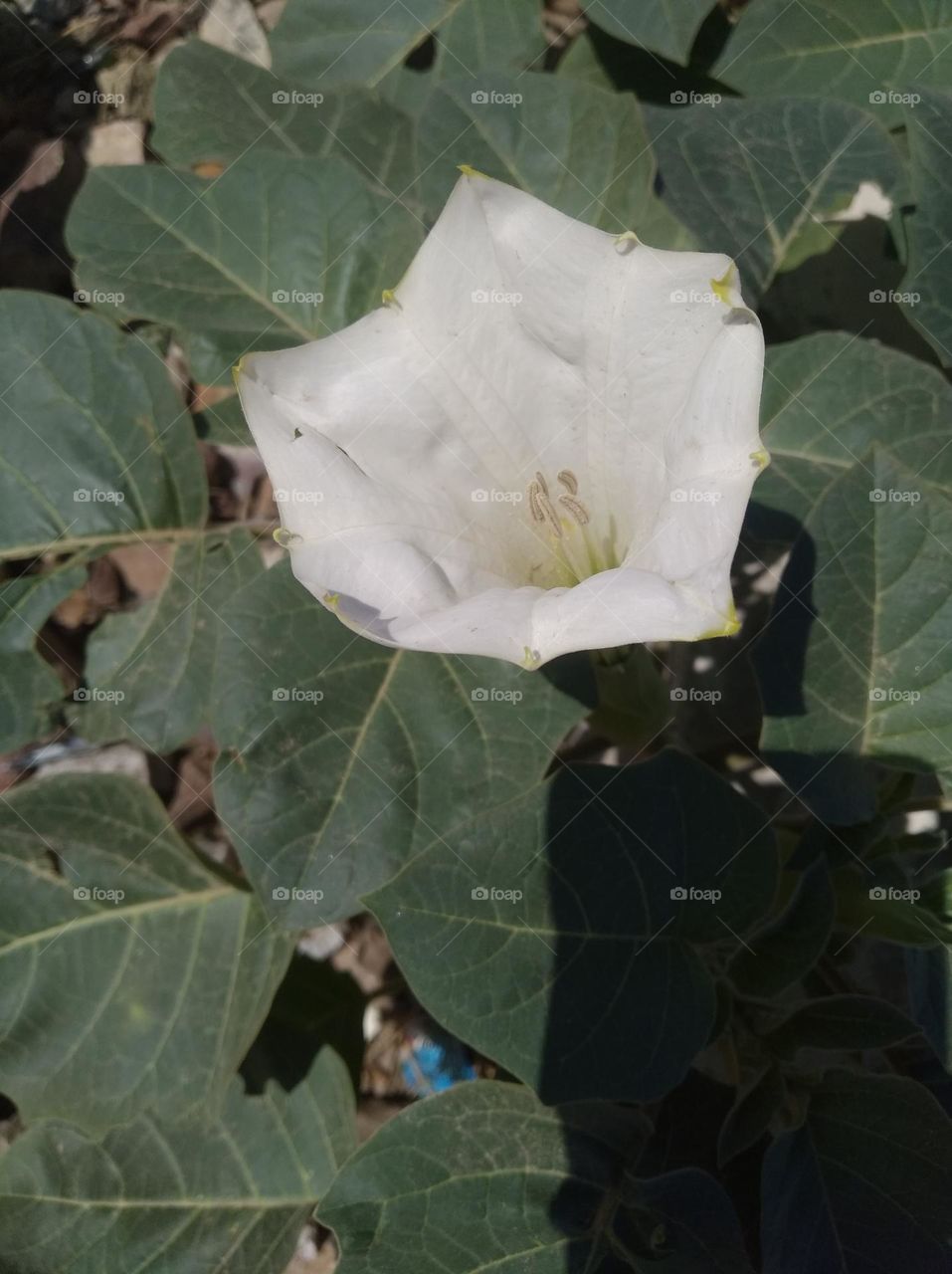 the datura flower seasonal fresh looks very beautiful generally found everywhere very poisonous species