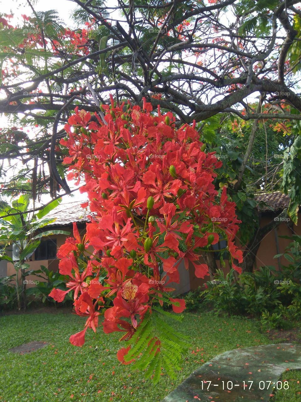 flower flamboyant red