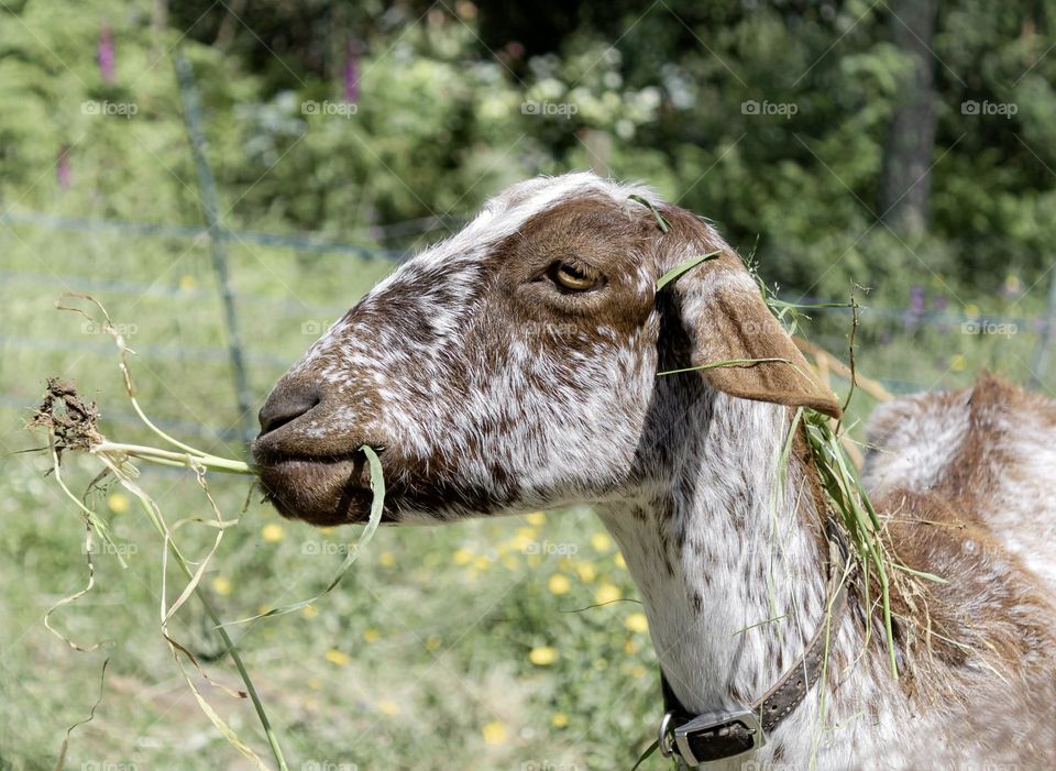 A goat in Portugal chewing on some grass