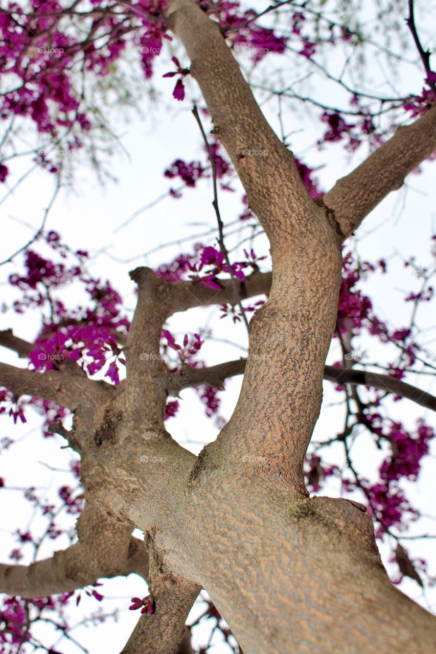 Spring With Budding Oklahoma Redbud Tree