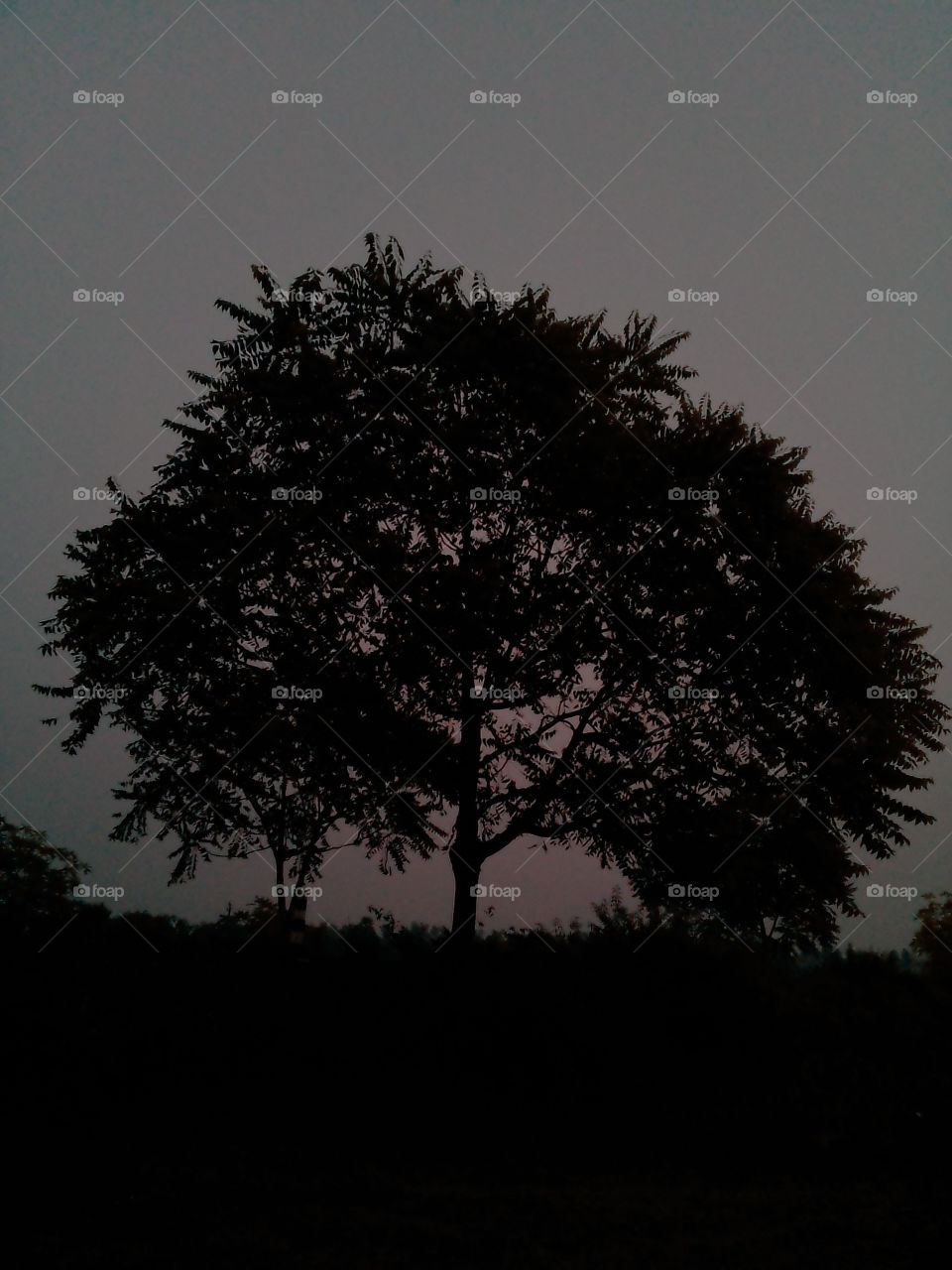 Alone tree