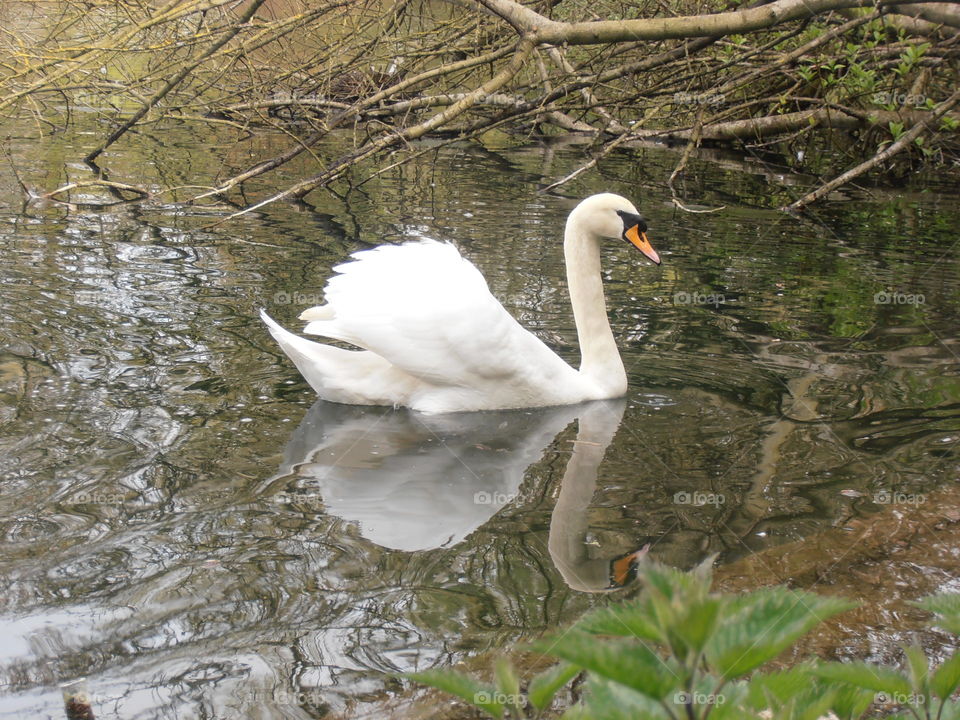 Reflecting Swan