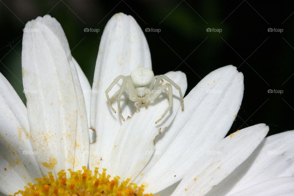 White spider 