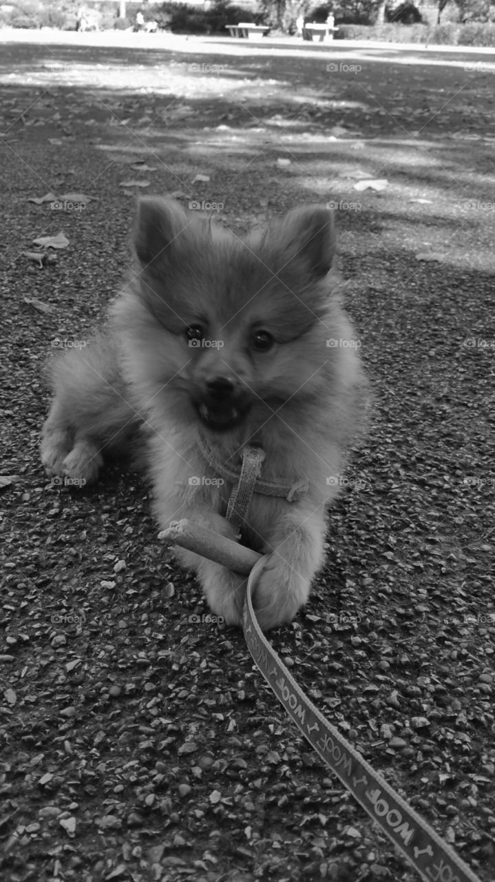 kylo vampire with stake