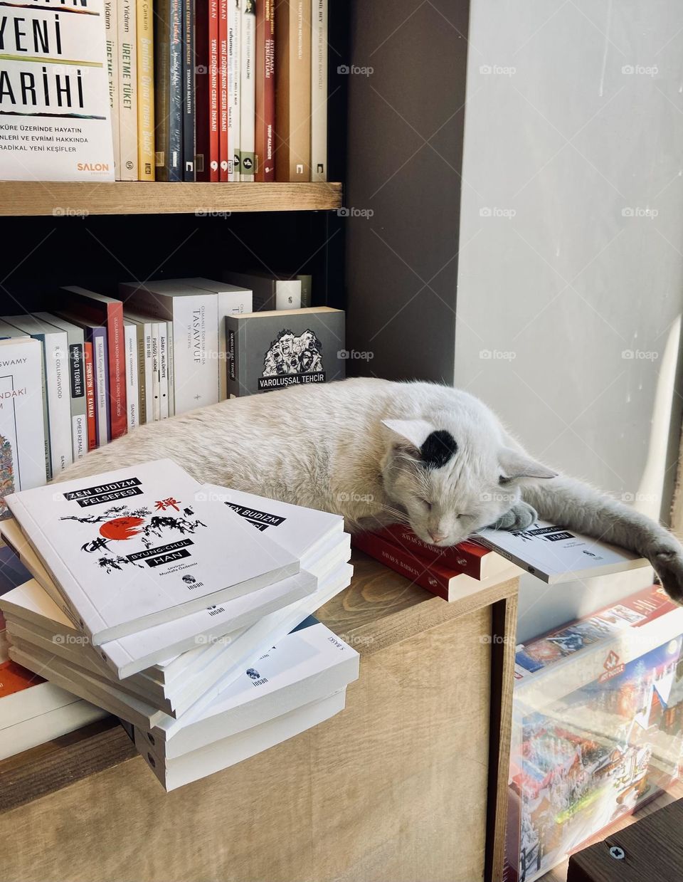 A cat sleeps peacefully among the books in this cozy bookstore scene, capturing the perfect blend of calm and charm. Ideal for cat lovers and bookworms, this image brings warmth and a touch of whimsy to any space. 🐈