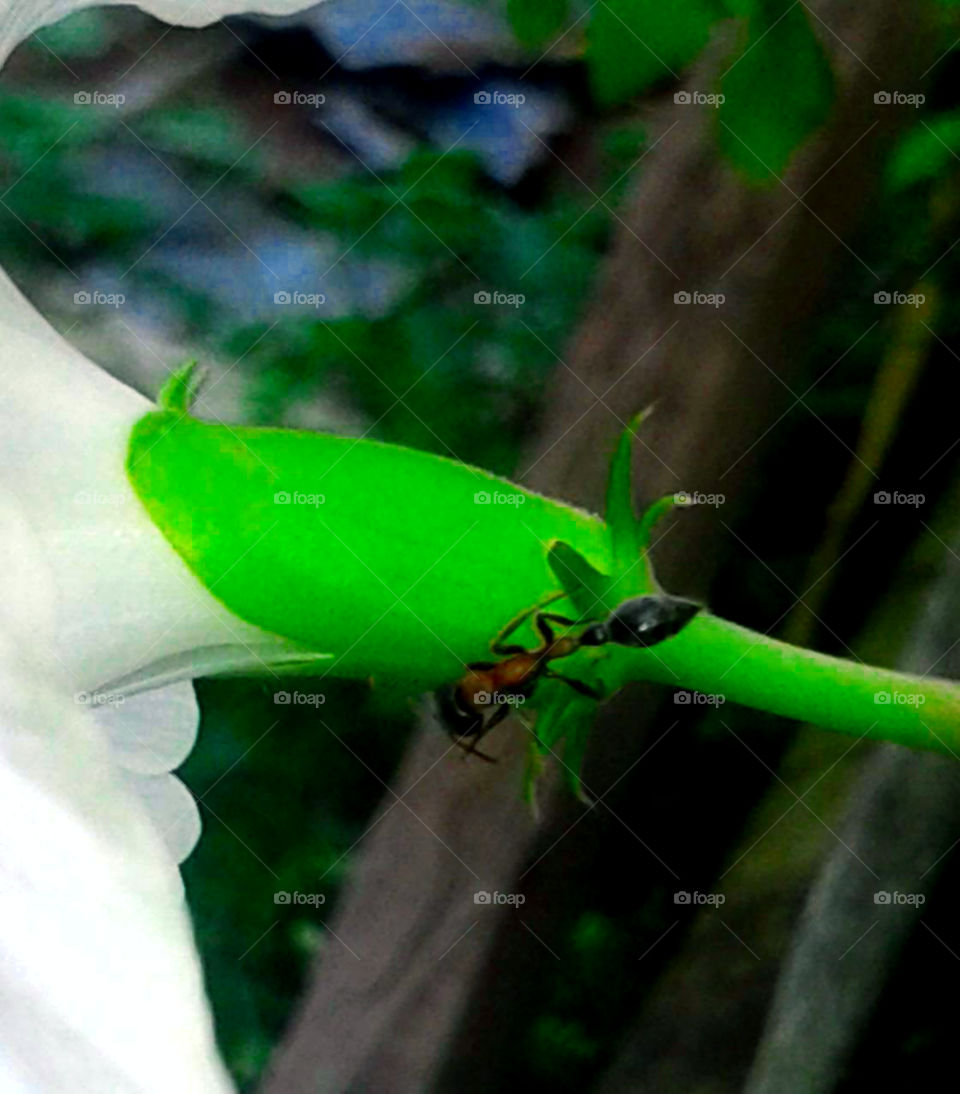 Red carpenter Ant in a flower.