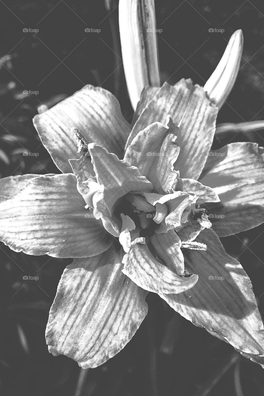 My favourite lily...