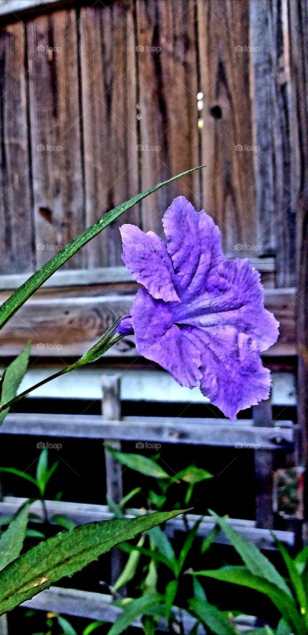 new bloom on purple flowers