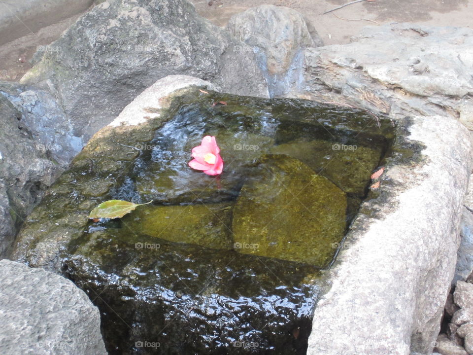 Asakusa, Tokyo, Japan.  Single Pink Flower in Water with Moss.  Sensoji Temple, Kannon Gardens