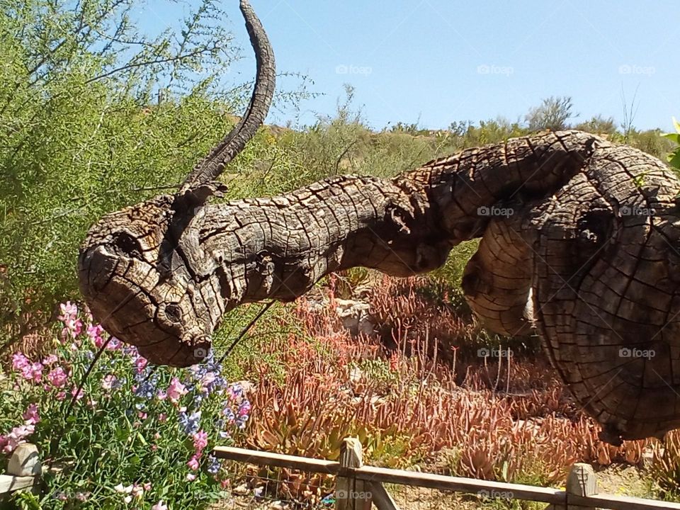 This is a fallen tree or some kind of botanical remnant. It has dried and is somewhat preserved. The mind can play with what it might resemble. Interesting and unusual.