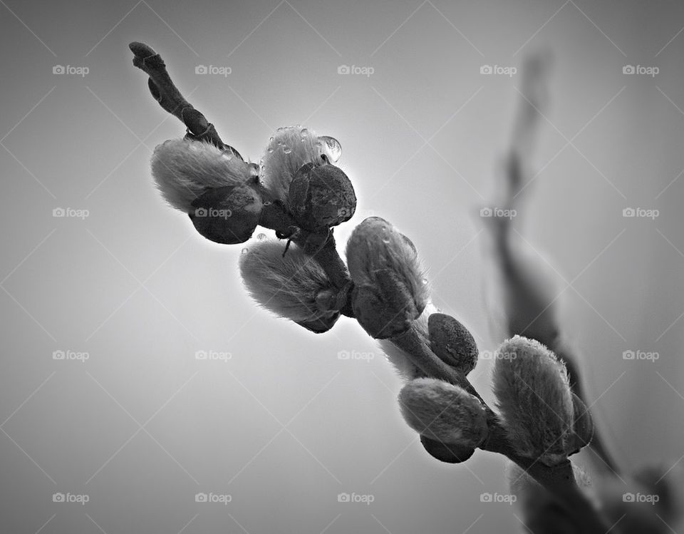 Spring Buds with Dew 