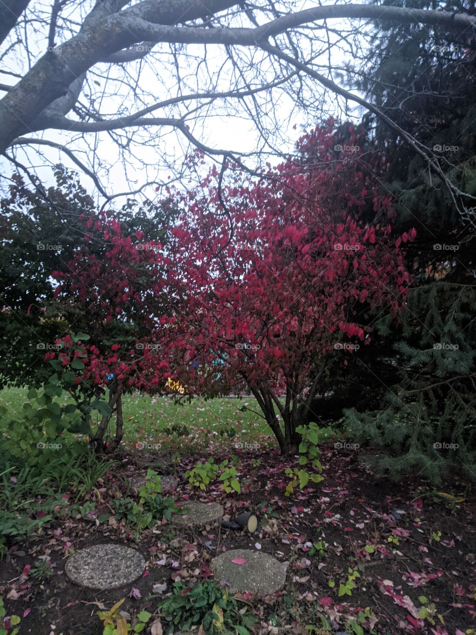 Colourful 🎄 It's always beautiful to see the colourful trees and its the symbol of nature and it's plenty of gifts to us ❤️❤️❤️