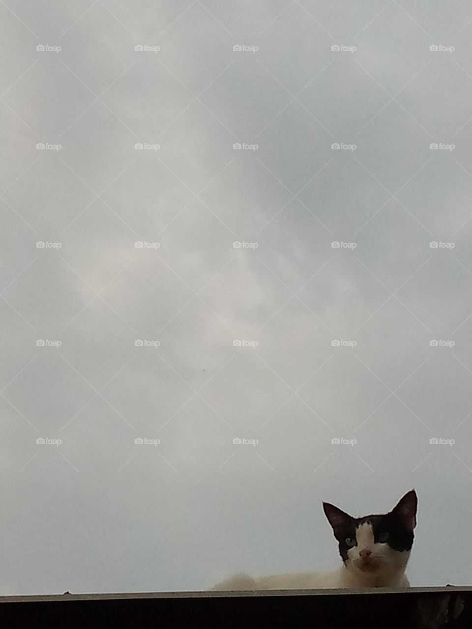 Weather watching cat senses storm coming
He could care less