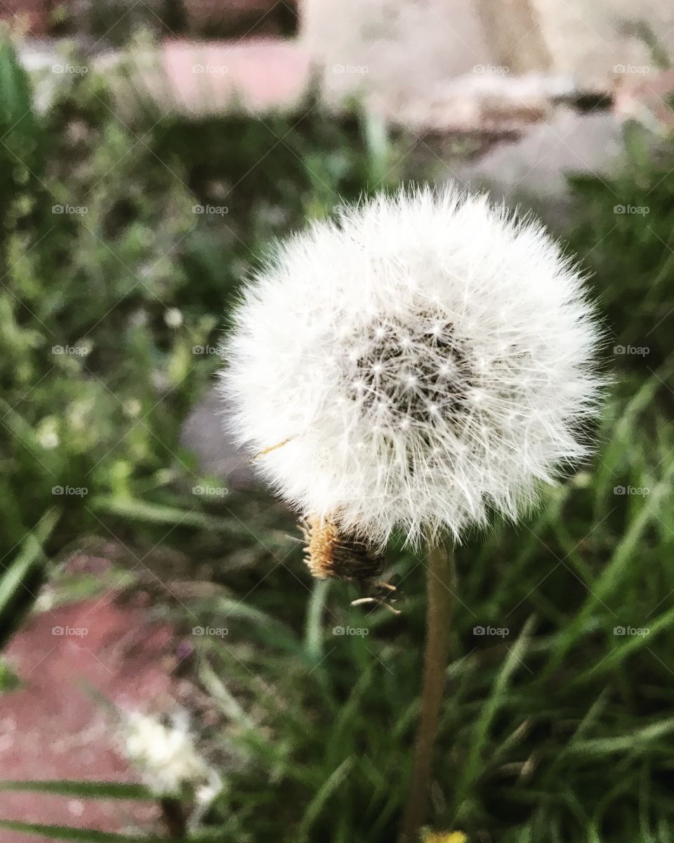 Dandelion