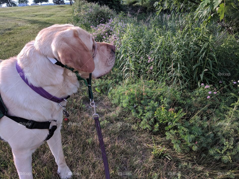 Service Dog Out For A Walk