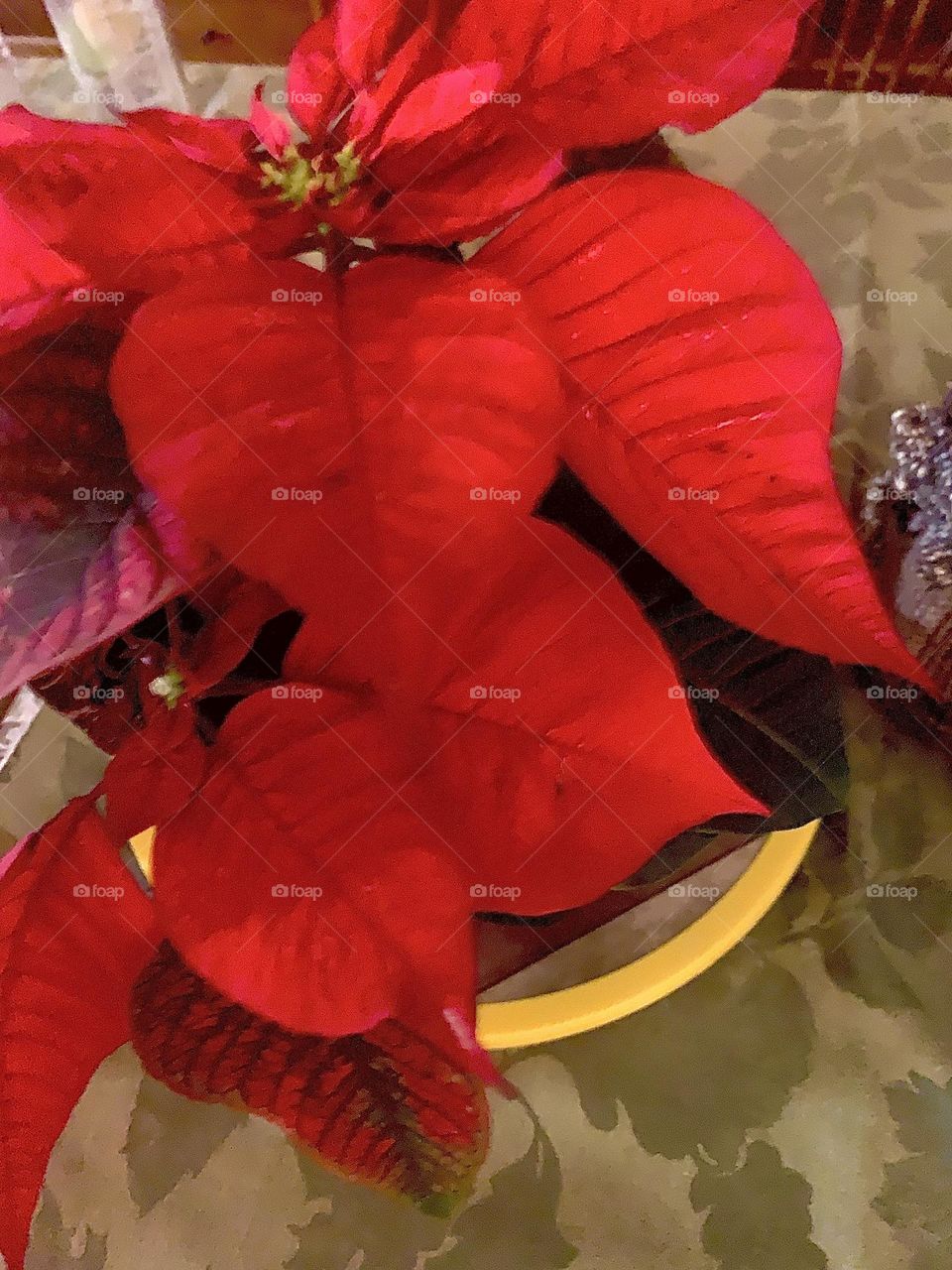 Poinsettia 