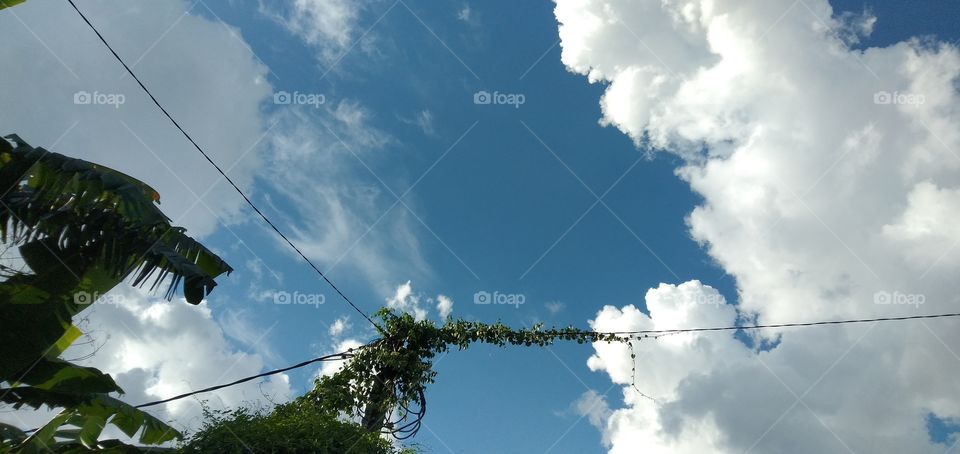 power lines overgrown with vines with blue sky background