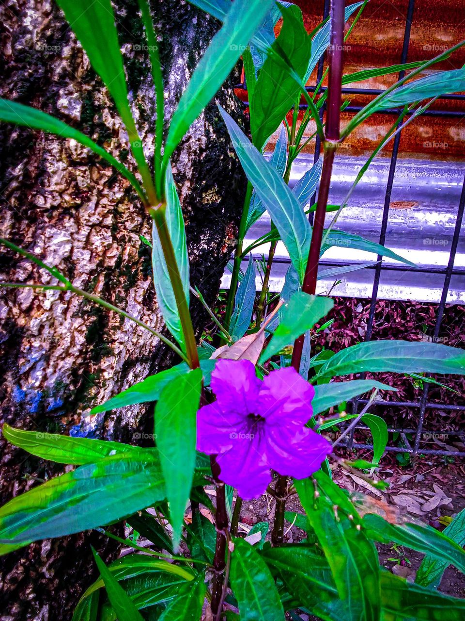 the newly bloomed flowers are so beautiful in the pot garden