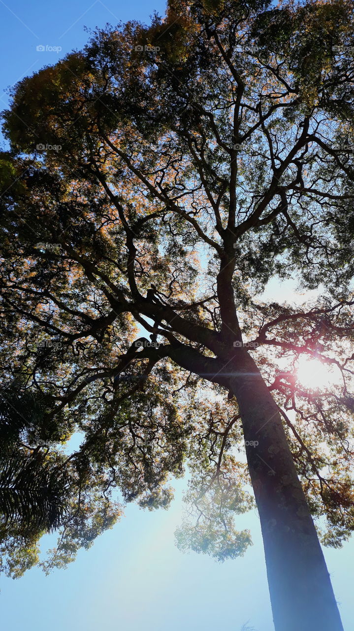 Árvore e sol