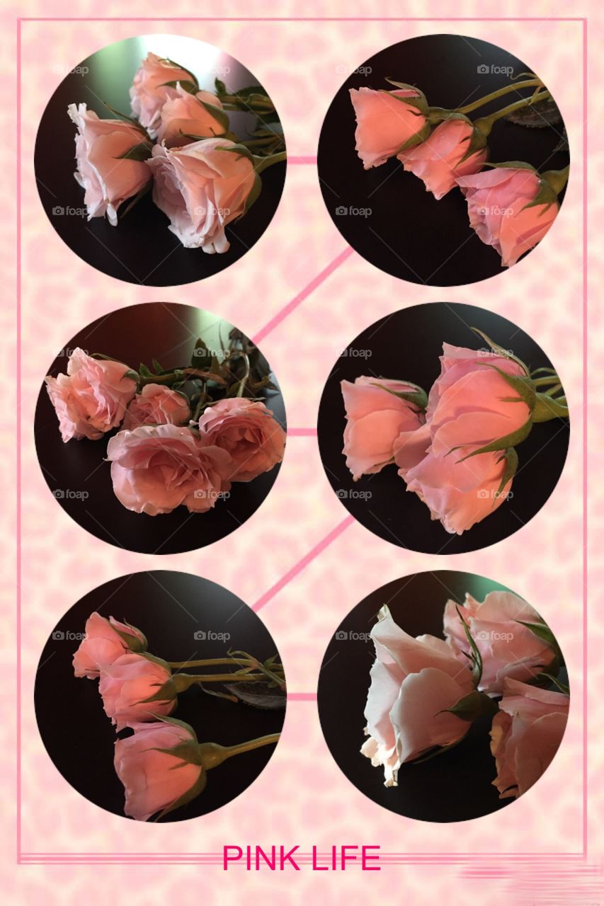 Collage of pink roses