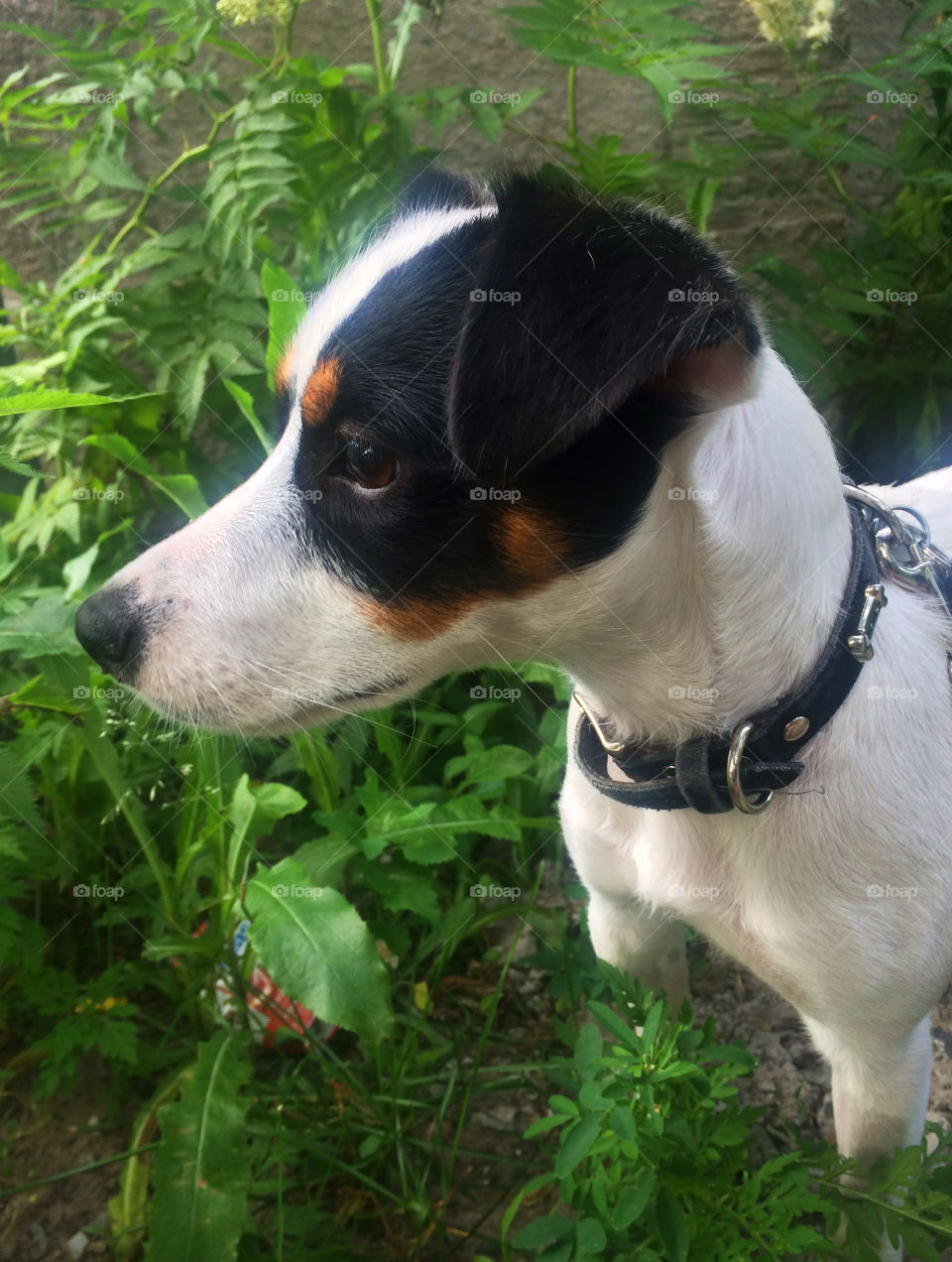 Closeup on face of jack Russell terrier puppy exploring on a walk outdoors in summer with curious and alert look on face conceptual animal body language photography 