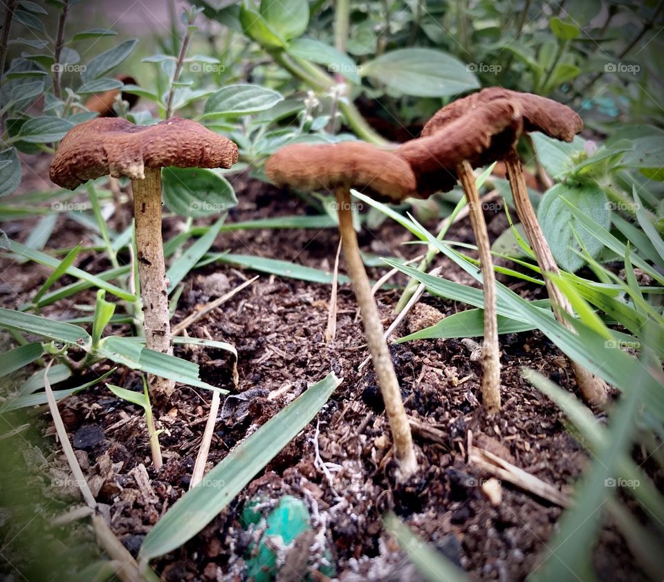 🇺🇸 Mushrooms seen from above!  Look here at how nature has extravagant and interesting shapes.  Was there a Smurf there? / 🇧🇷 Cogumelos vistos do alto! Olhe aí como a natureza tem formas extravagantes e interessantes. Teria um Smurf aí?