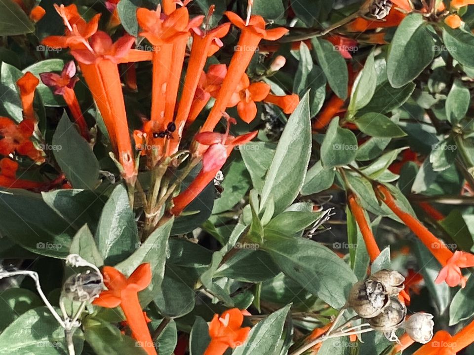 The plant side of life