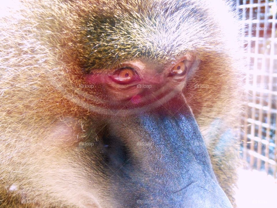a macaco monkey'eyes in a macro shot with a great light